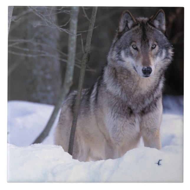 North America, Canada, Eastern Canada, Grey wolf Tile (Front)