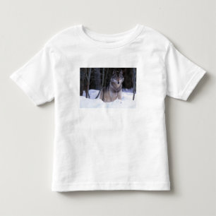 North America, Canada, Eastern Canada, Grey wolf Toddler T-Shirt