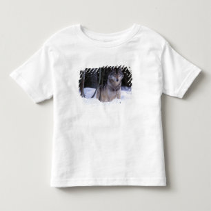 North America, Canada, Eastern Canada, Grey wolf Toddler T-Shirt