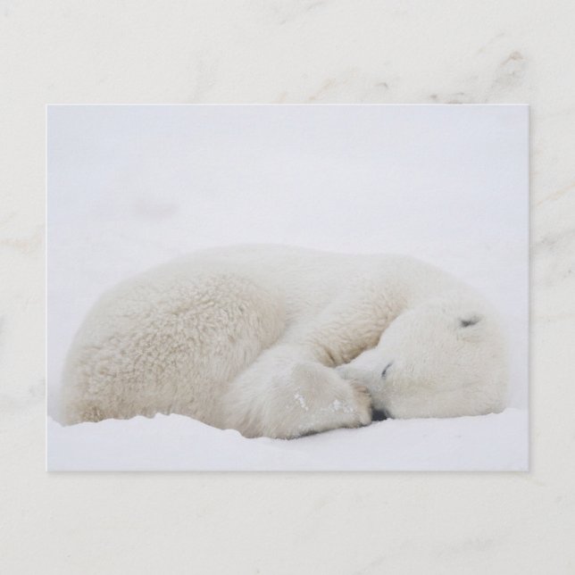 North America, Canada, Manitoba, Churchill. 3 Postcard (Front)