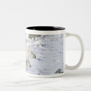 North America, Canada, Manitoba, Churchill. 4 Two-Tone Coffee Mug