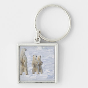 North America, Canada, Manitoba, Churchill. 5 Key Ring
