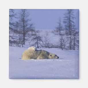 North America, Canada, Manitoba, Churchill Magnet