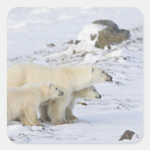 North America, Canada, Manitoba, Churchill Square Sticker