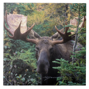 North America, Canada, Nova Scotia, Cape Breton Ceramic Tile