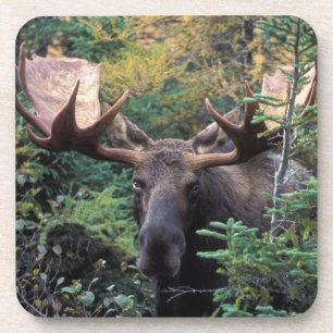 North America, Canada, Nova Scotia, Cape Breton Coaster