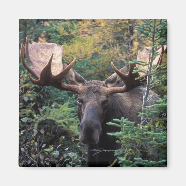 North America, Canada, Nova Scotia, Cape Breton Magnet (Front)