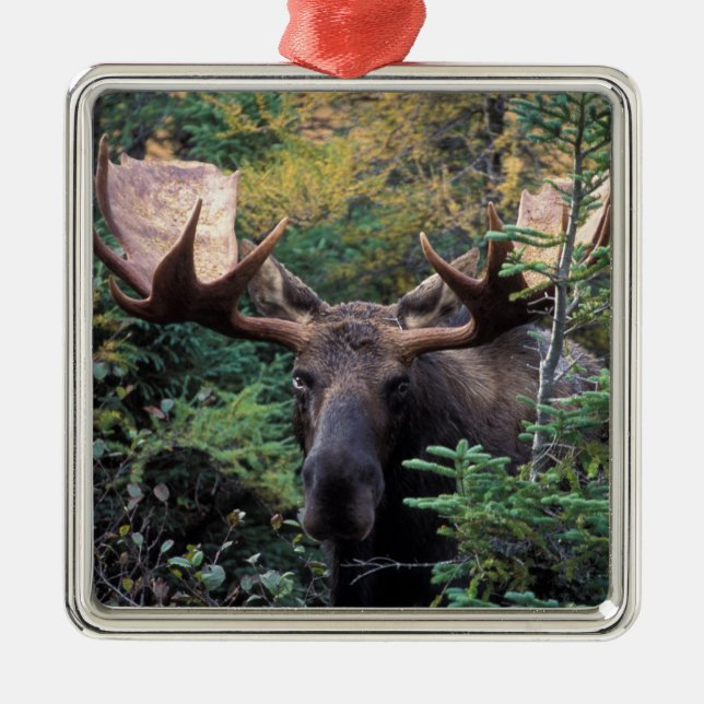 North America, Canada, Nova Scotia, Cape Breton Metal Ornament (Front)