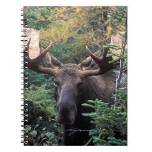 North America, Canada, Nova Scotia, Cape Breton Notebook