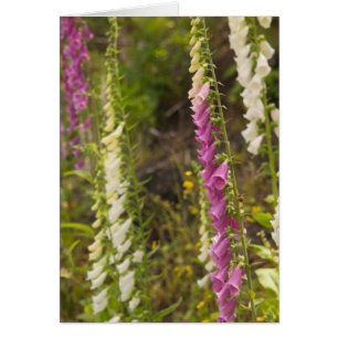 North America, Canada, Queen Charlotte Islands, 2