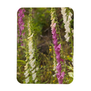 North America, Canada, Queen Charlotte Islands, 2 Magnet