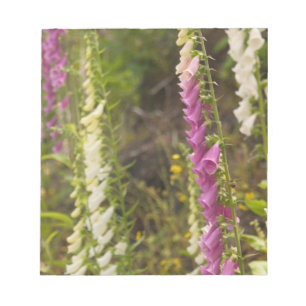 North America, Canada, Queen Charlotte Islands, 2 Notepad
