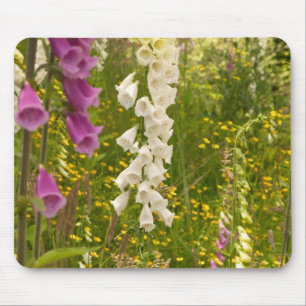 North America, Canada, Queen Charlotte Islands, 5 Mouse Pad