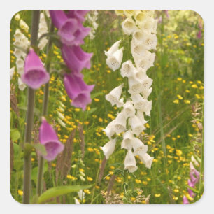North America, Canada, Queen Charlotte Islands, 5 Square Sticker