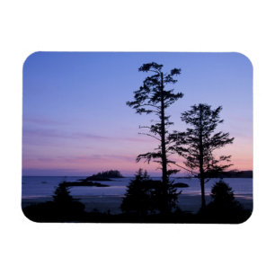 North America, Canada, Vancouver Island, trees Magnet