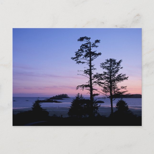 North America, Canada, Vancouver Island, trees Postcard (Front)