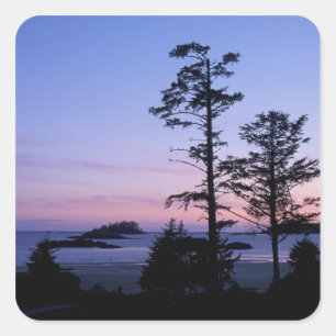 North America, Canada, Vancouver Island, trees Square Sticker