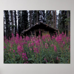 North America, Canada, Yukon. Abandoned trappers Poster
