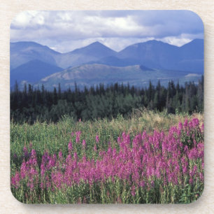 North America, Canada, Yukon. Fireweed blooms Coaster