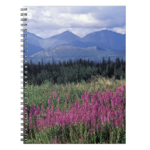 North America, Canada, Yukon. Fireweed blooms Notebook