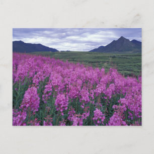 North America, Canada, Yukon. Fireweed blooms Postcard