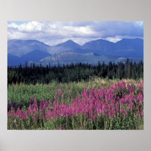 North America, Canada, Yukon. Fireweed blooms Poster