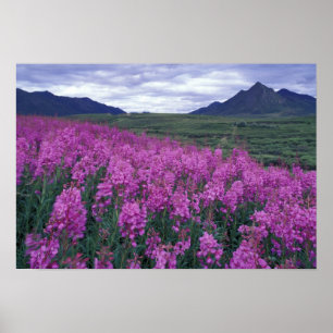North America, Canada, Yukon. Fireweed blooms Poster