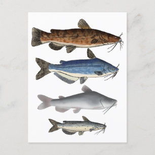 North America Catfish Group Postcard