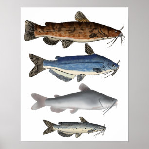 North America Catfish Group Poster