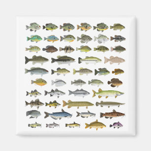 North America Freshwater Fish Group Canvas Print Magnet