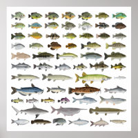 North America Freshwater Fish Group