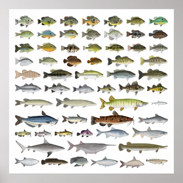 North America Freshwater Fish Group Poster (Front)