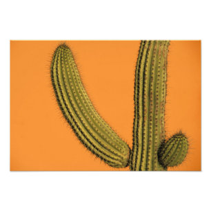 North America, Mexico, Baja California, Cabo Photo Print