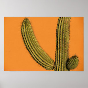North America, Mexico, Baja California, Cabo Poster