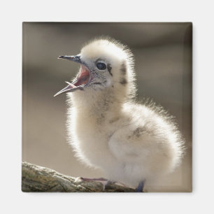 North America, Northwestern Hawaiian Islands, Magnet