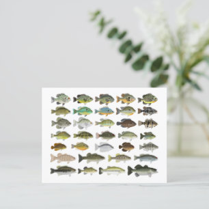 North America Sunfish Group Postcard