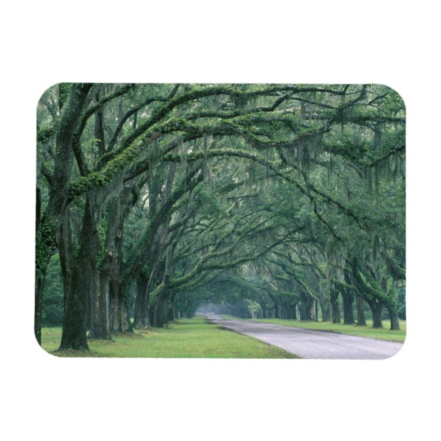 North America, U.S.A., Georgia, Savannah, Magnet (Horizontal)