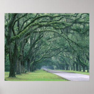 North America, U.S.A., Georgia, Savannah, Poster