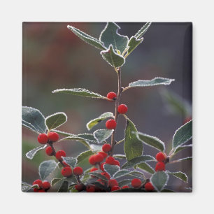 North America, United States, New England. Holly 2 Magnet