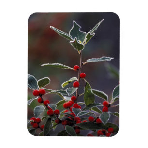 North America, United States, New England. Holly 2 Magnet