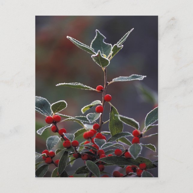 North America, United States, New England. Holly 2 Postcard (Front)