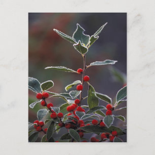 North America, United States, New England. Holly 2 Postcard