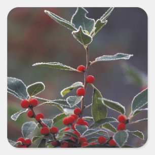North America, United States, New England. Holly 2 Square Sticker