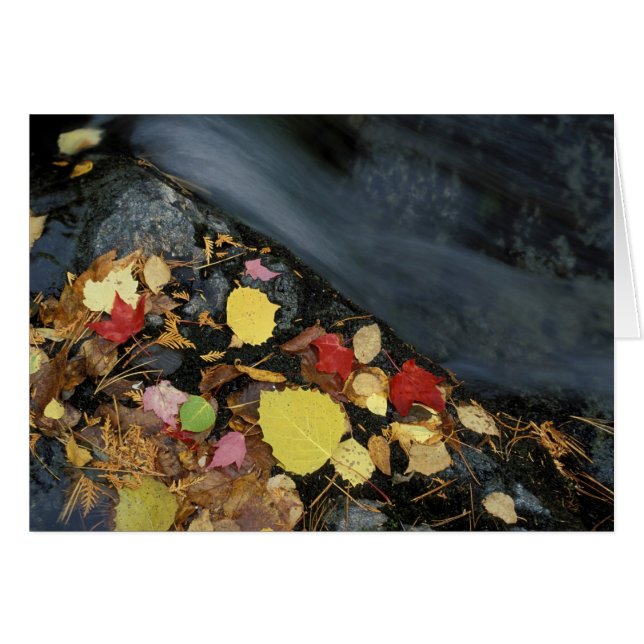 North America, US, ME, A stream in fall. (Front Horizontal)