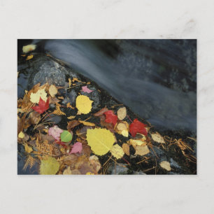 North America, US, ME, A stream in fall. Postcard