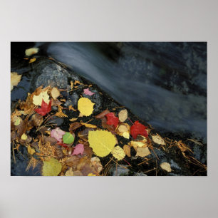 North America, US, ME, A stream in fall. Poster