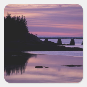North America, US, ME, Isle Au Haut. Duck Square Sticker
