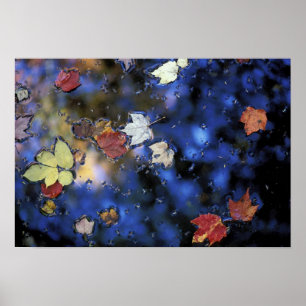 North America, US, NH, Leaves in a pond next Poster