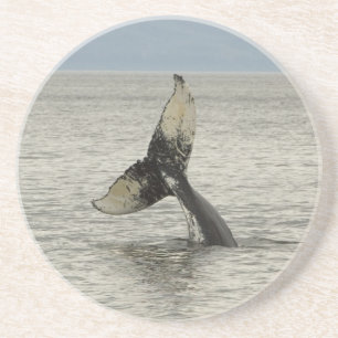 North America, USA, AK, Inside Passage. Humpback Coaster