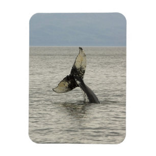 North America, USA, AK, Inside Passage. Humpback Magnet